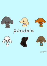 かわいい！色んなカラーのトイプードル