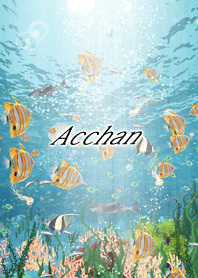 Acchan Coral & tropical fish