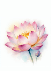 蓮花開放的瞬間