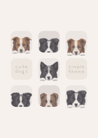 DOGS - Border Collie - BEIGE