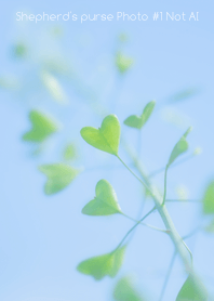 Shepherd's purse Photo #1-6Not AI