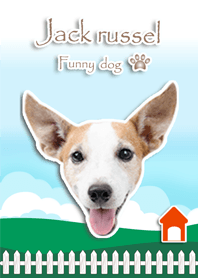 Jack Russel cutie the funny dog