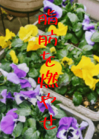 HANASIBOUWOMOYASE
