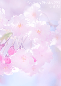 Sakura Photo 293 Not AI