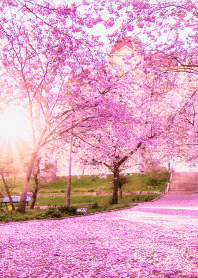 Cherry Blossom Path from Japan