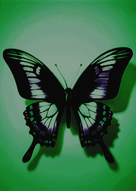 간단하고 아름다운날개를 펴는 나비-센녹색