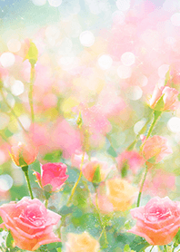 Beautiful rose flower(R3752)