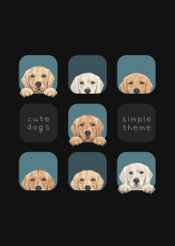 DOGS - Golden retriever - CLASSY BLUE