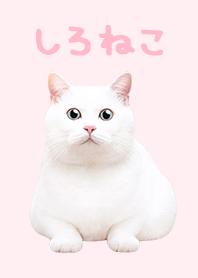 White Cat - PINK