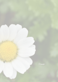Flower Theme 38