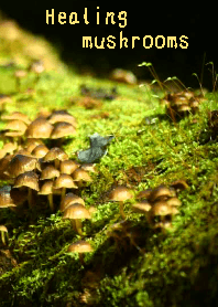 healing mushrooms