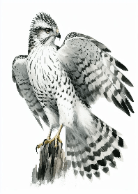 King of the Sky Goshawk