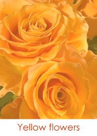 Yellow flowers-hisatoto 21