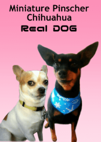Real DOG Chihuahua Miniature Pinscher