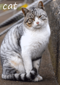 野良猫