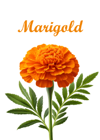 "Marigold vol.2" theme