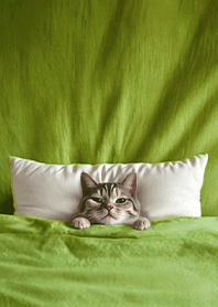 Fun playful cat  blanket2.5-civet cat