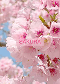 Spring is almost here. SAKURA.37