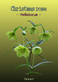 Christmasrose -Helleborus- Green