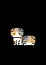 CT Fold Cat*darkmode*short-haired*