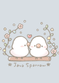 Lovely Java Sparrow.