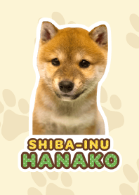 Shiba Inu Hanako*a47*