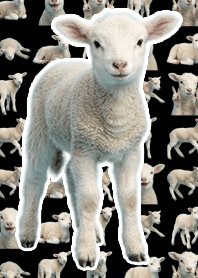 baby sheep - Black
