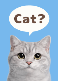 British Shorthair Simples 3 Blue 01