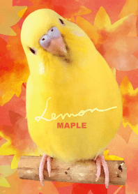 budgerigar Lemon "Maple"