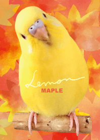セキセイインコ レモン "もみじ"