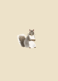 Cute & little Squirrel
