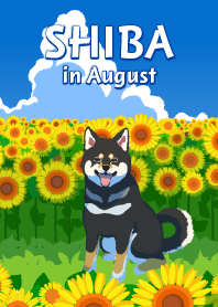 8月の柴犬