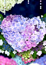 - Hydrangea -