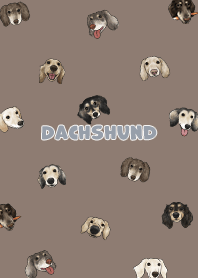 dachshund4 / brown