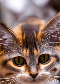 Nyanko Great Runaway#MIHAD236.