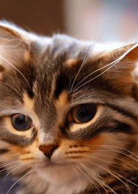 Cats run wild #CQIF56.