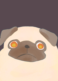 pug dog color
