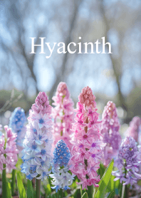 "Hyacinth vol.3" theme