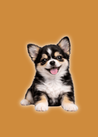 玩偶風吉娃娃主題 Brown 04