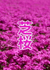芝桜