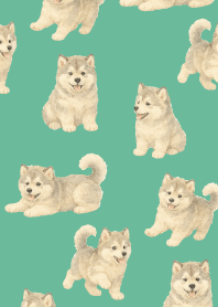 Alaskan Malamute puppy2 blue green