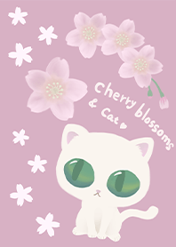 White cat and cherry blossoms jp