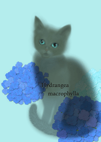 紫陽花♪ネコ♪