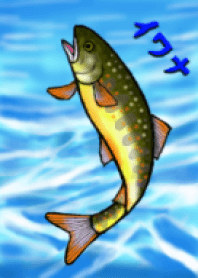 渓流のイワナ