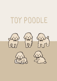 Doodle cream toy poodle