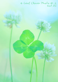 4-leaf clover Photo#1-2 Not AI