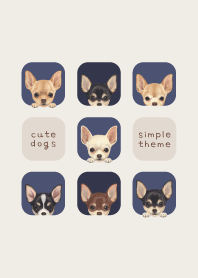 DOGS - Chihuahua - NAVY