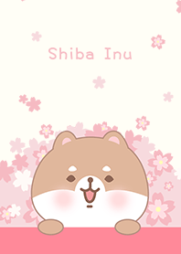 Flor de cerejeira、Shiba Inu