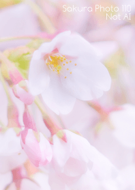Sakura Photo 110 Not AI