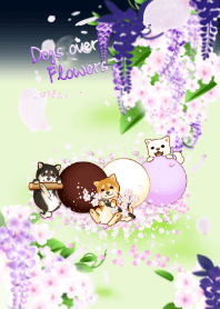Dogs over Flowers19( sakura, wisteria)